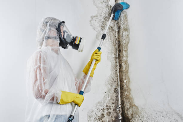 Mold Odor Removal Services in Saranac Lake, NY