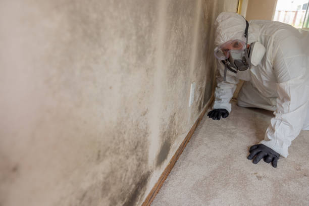 Mold Documentation for Insurance Claims in Saranac Lake, NY